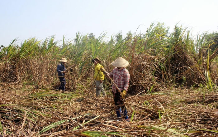 vi sao dien sinh khoi cham phat trien