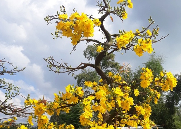 doi no khong duoc cuong doat mai kieng tru no