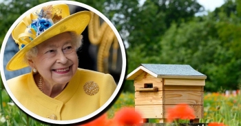Bầy ong Hoàng gia để tang Nữ hoàng Anh như thế nào?