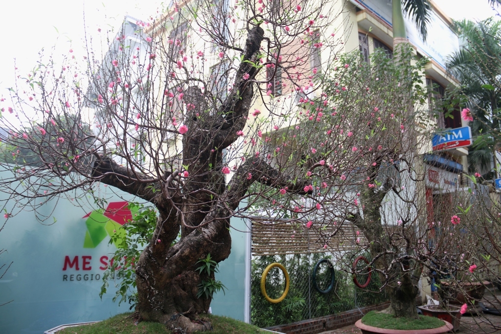 ngam nhung goc dao co the doc o thu do